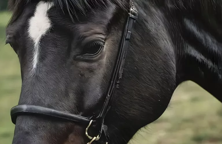 تعبیر خواب اسب سیاه با هوش مصنوعی